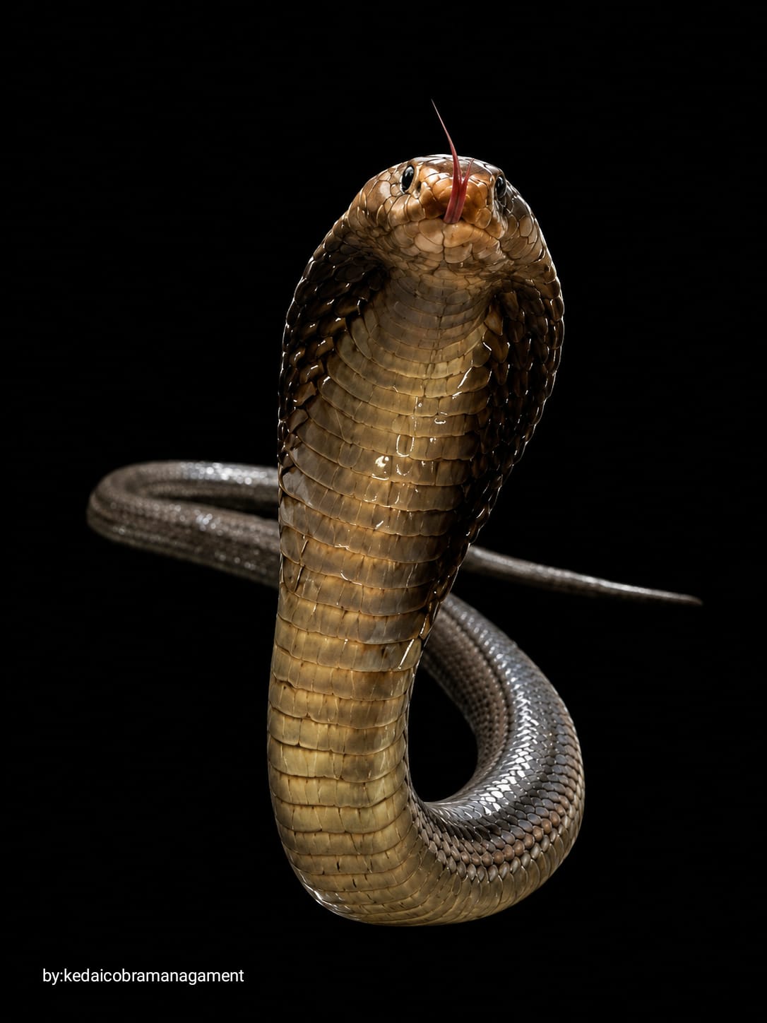 Kobra Biasa